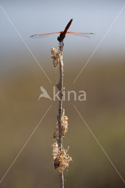 Purperlibel (Trithemis annulata)