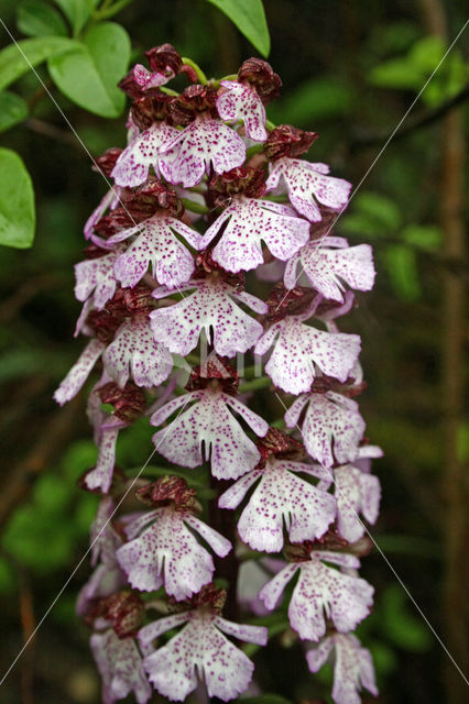 Lady Orchid (Orchis purpurea)