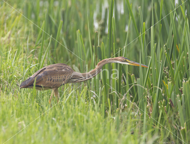 Purple Heron (Ardea purpurea)