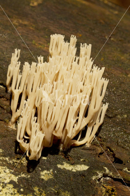 Upright coral (Ramaria stricta)