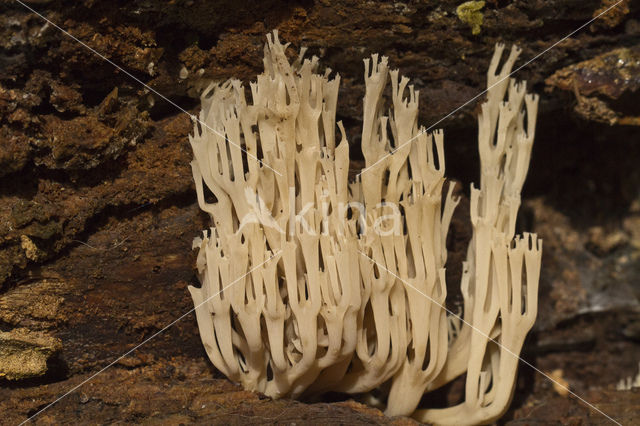 Rechte koraalzwam (Ramaria stricta)