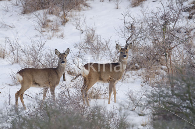 Roe Deer (Capreolus capreolus)