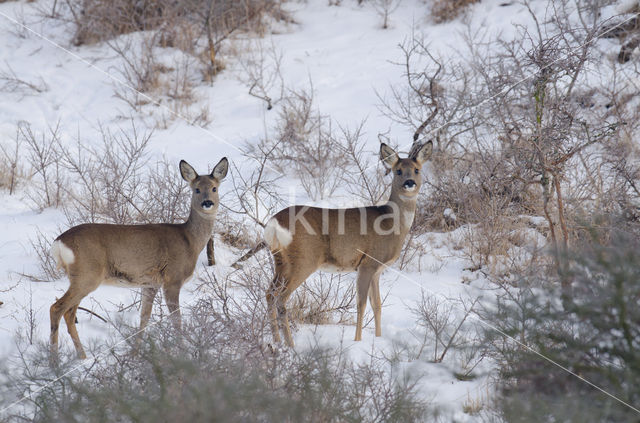 Ree (Capreolus capreolus)