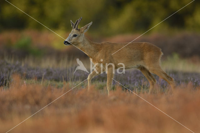 Roe Deer (Capreolus capreolus)