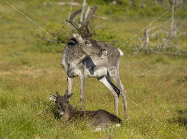 Rendier (Rangifer tarandus)