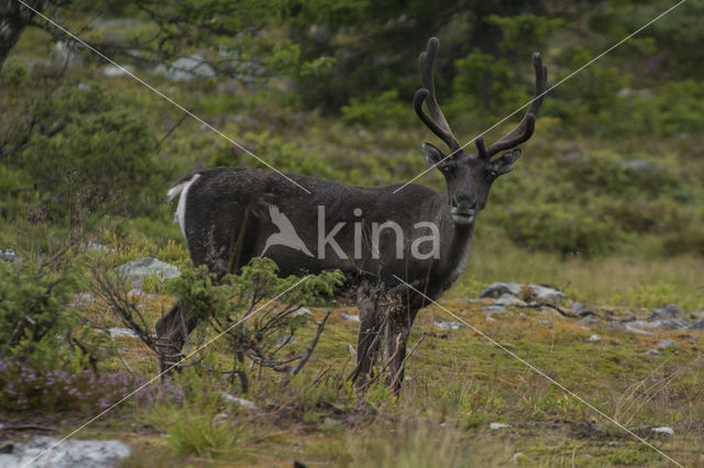 Rendier (Rangifer tarandus)