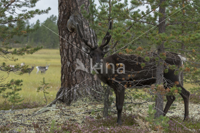 Rendier (Rangifer tarandus)