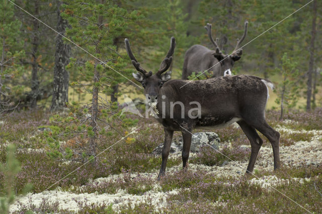 Rendier (Rangifer tarandus)