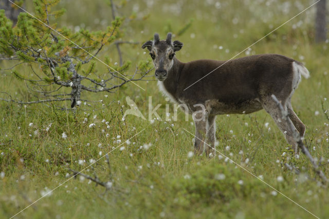 Rendier (Rangifer tarandus)