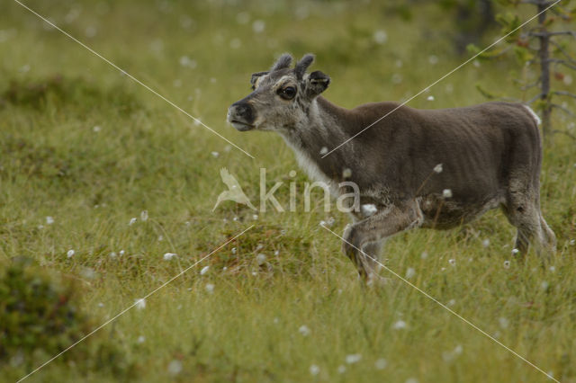 Rendier (Rangifer tarandus)