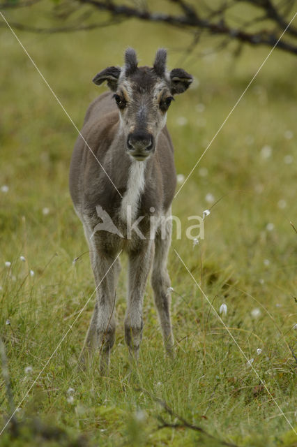 Rendier (Rangifer tarandus)