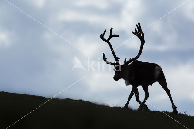 Reindeer