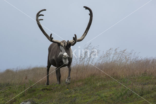 Rendier (Rangifer tarandus)