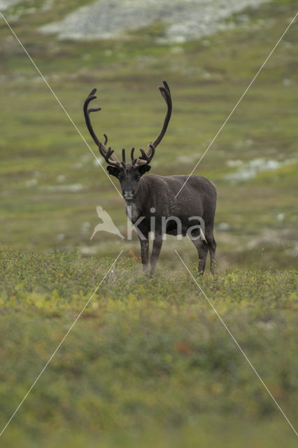 Rendier (Rangifer tarandus)