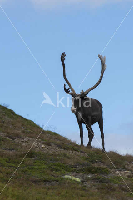 Rendier (Rangifer tarandus)