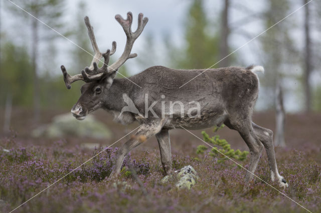 Rendier (Rangifer tarandus)