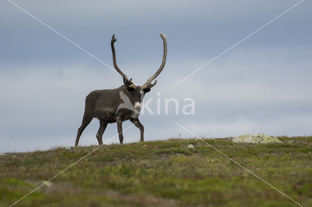 Rendier (Rangifer tarandus)