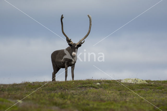 Rendier (Rangifer tarandus)