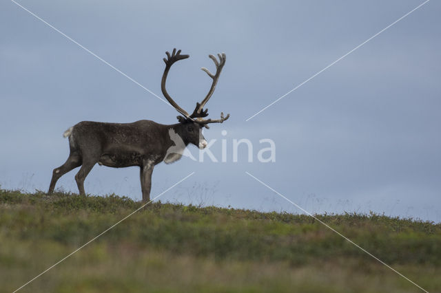 Rendier (Rangifer tarandus)