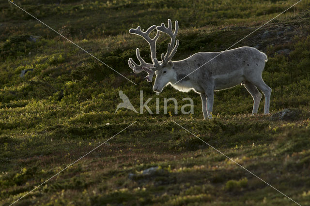 Rendier (Rangifer tarandus)