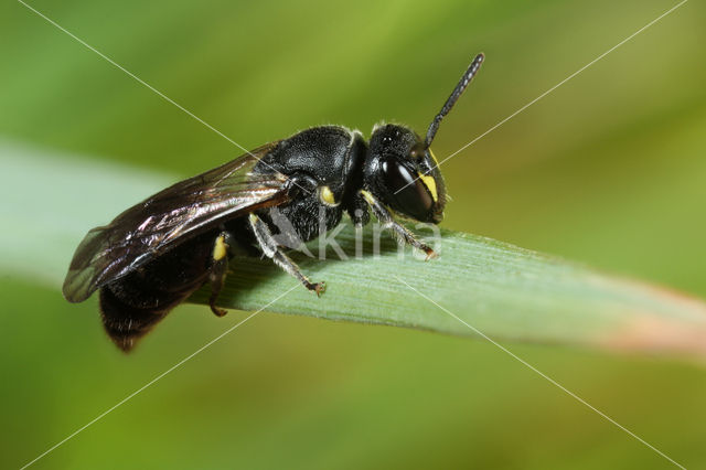 Rietmaskerbij (Hylaeus pectoralis)