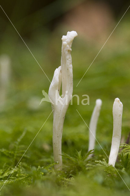 Wrinkled Clavaria (Clavulina rugosa)