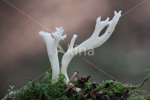 Wrinkled Clavaria (Clavulina rugosa)