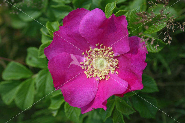 Rimpelroos (Rosa rugosa)
