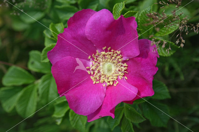 Japanese Rose (Rosa rugosa)