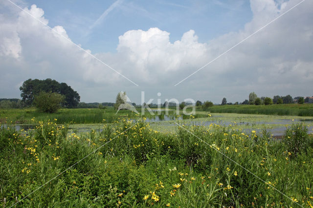 Rivierkruiskruid (Senecio fluviatilis)