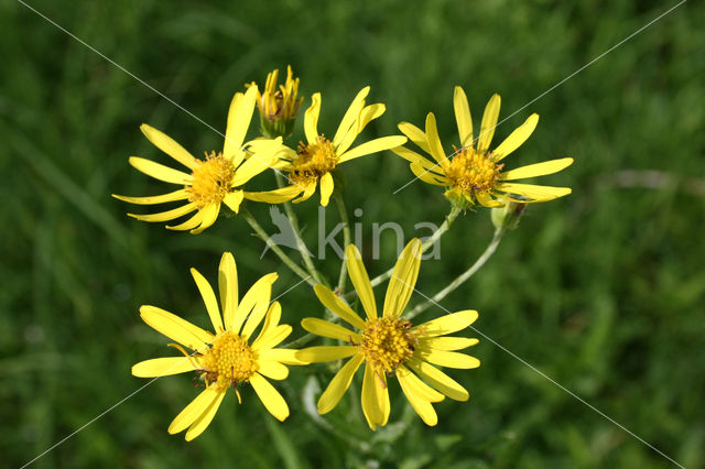 Broad-leaved Ragwort (Senecio fluviatilis)