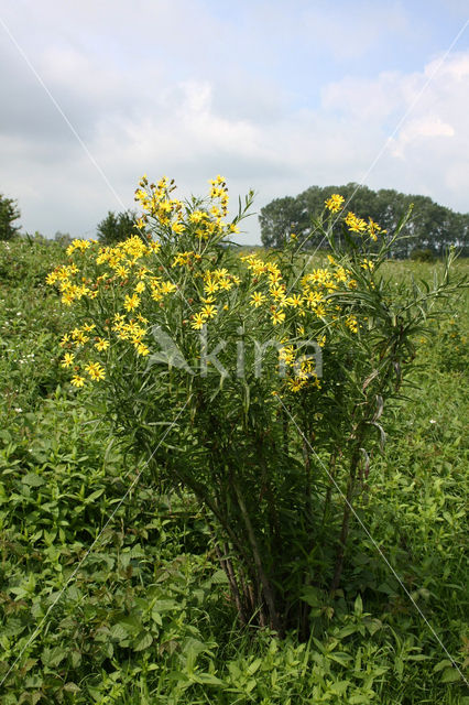 Broad-leaved Ragwort (Senecio fluviatilis)