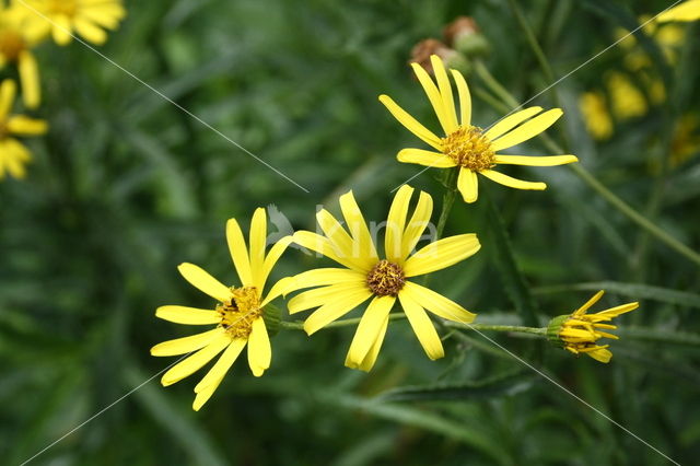 Broad-leaved Ragwort (Senecio fluviatilis)