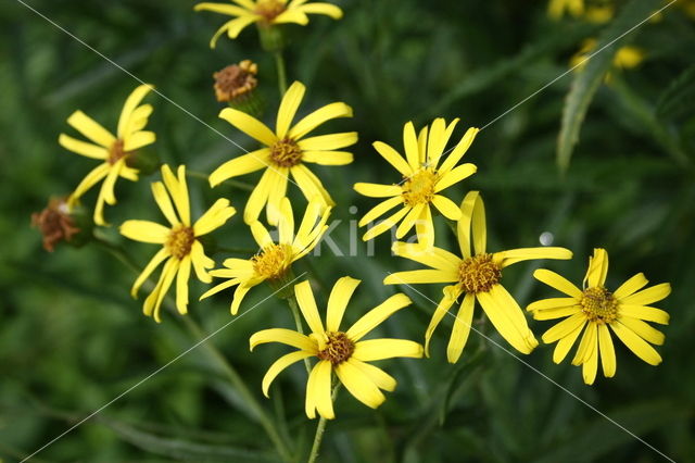 Broad-leaved Ragwort (Senecio fluviatilis)