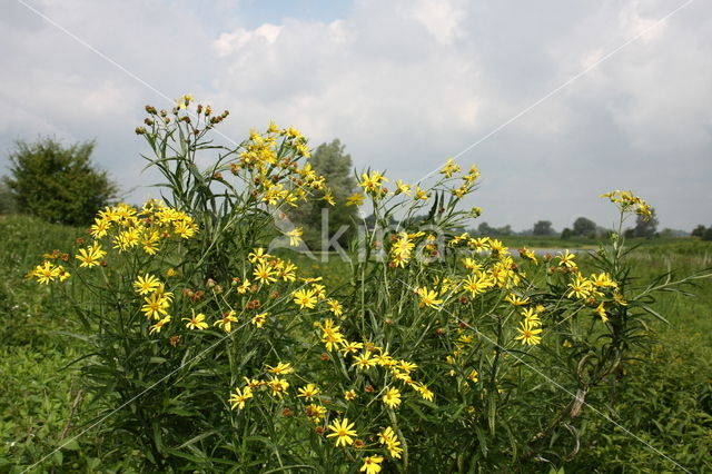 Broad-leaved Ragwort (Senecio fluviatilis)