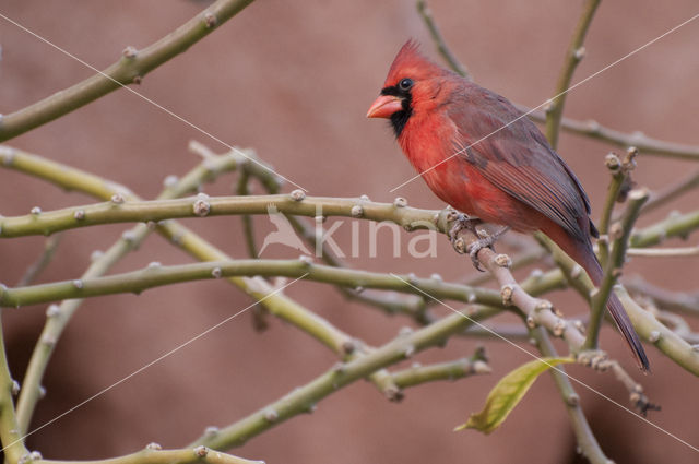 Rode Kardinaal (Cardinalis cardinalis)