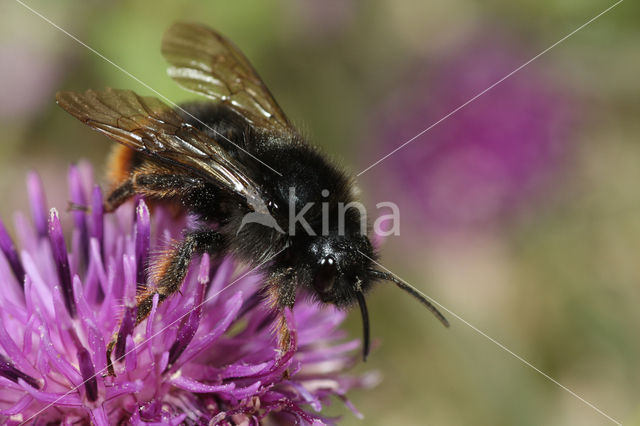 Rode koekoekshommel (Bombus rupestris)