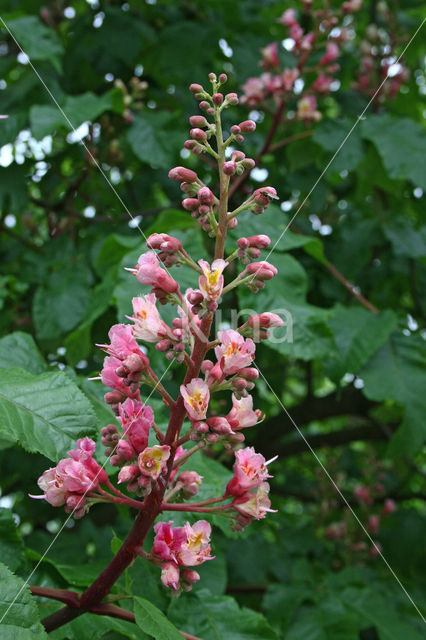 Red Horse-chestnut (Aesculus carnea)