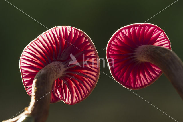Amethyst Deceiver (Laccaria amethystina)