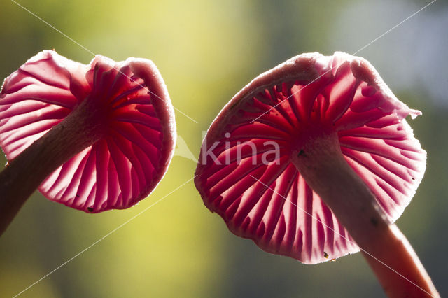 Amethyst Deceiver (Laccaria amethystina)