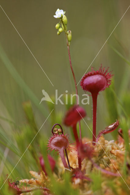 Ronde zonnedauw (Drosera rotundifolia)