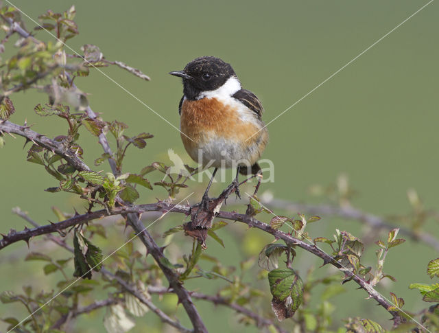 Roodborsttapuit (Saxicola rubicola)