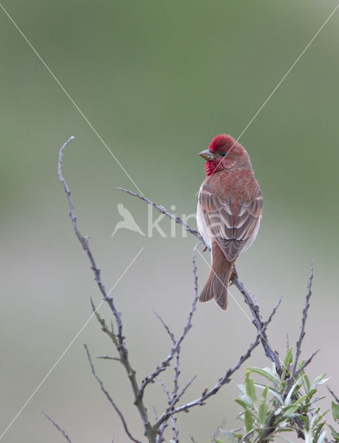 Roodmus (Carpodacus erythrinus)