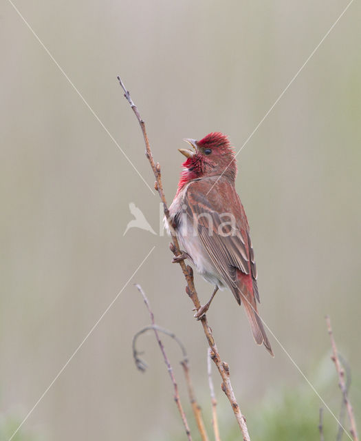 Common Rosefinch (Carpodacus erythrinus)