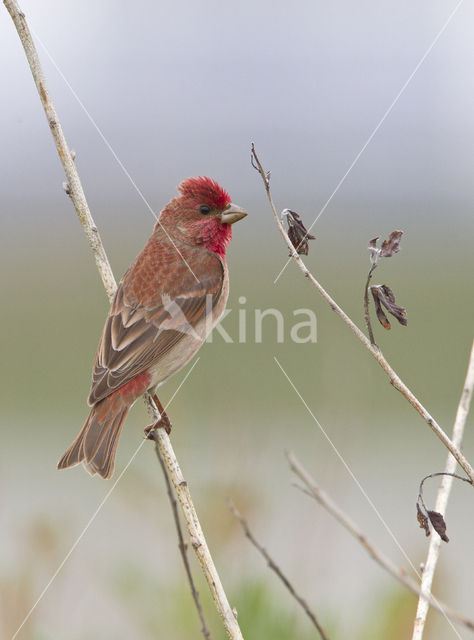 Common Rosefinch (Carpodacus erythrinus)