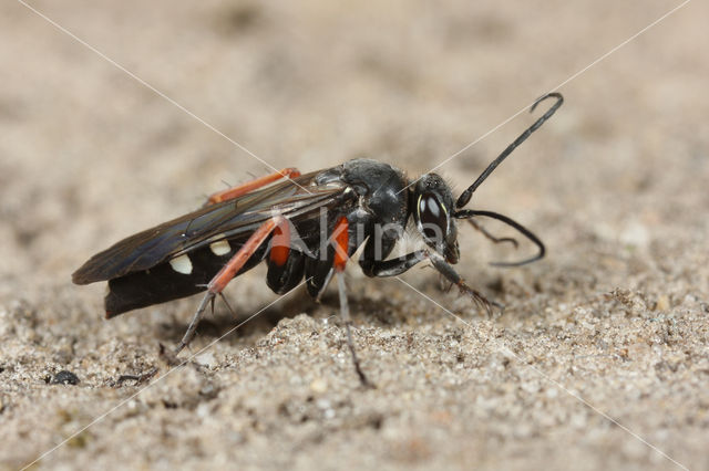 Roodpotige Kruisspinnendoder (Episyron rufipes)