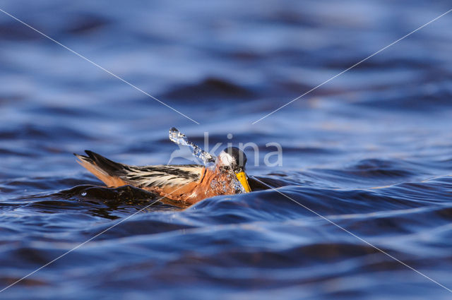 Red Phalarope (Phalaropus fulicarius)