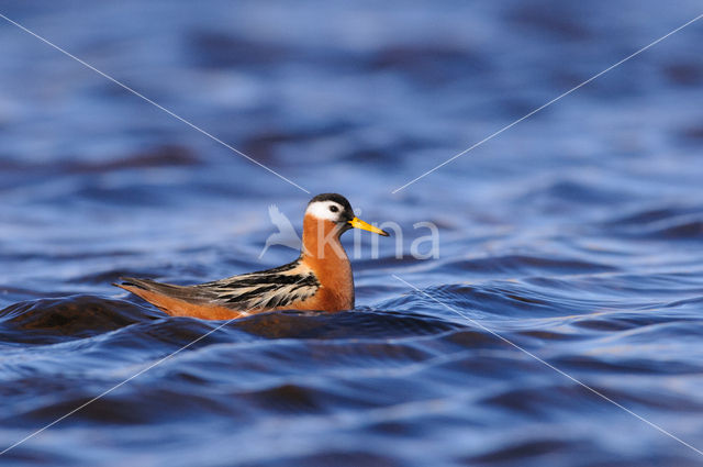 Rosse Franjepoot (Phalaropus fulicarius)