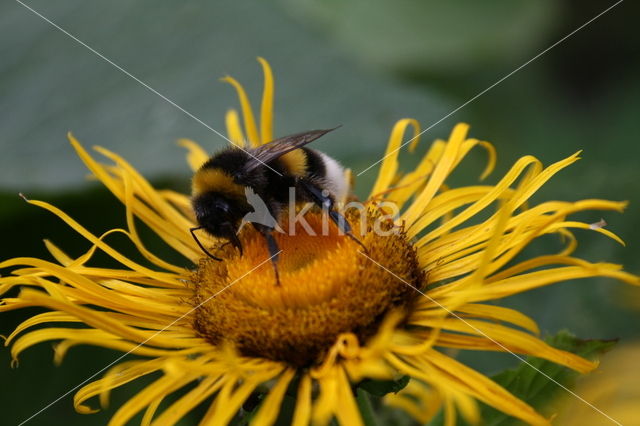 Rudbeckia