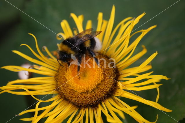 Rudbeckia
